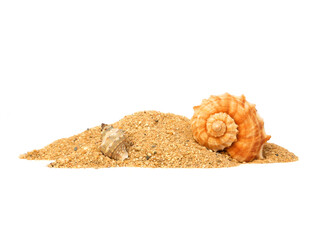 Sea shell in sand pile isolated on white background, Side view