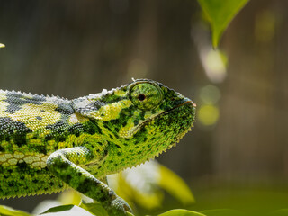 Lappenchamäleon (Chamaeleo dilepis)