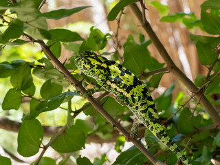 Lappenchamäleon (Chamaeleo dilepis)