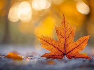 2408 7.Close-up of a single orange autumn leaf resting gently on the ground, with golden sunlight casting warm hues over the vibrant fall colors in the background. The blurred forest floor enhances