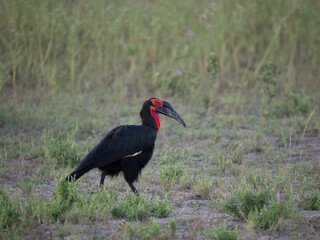 Rotgesicht-Hornrabe (Bucorvus leadbeateri,