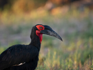 Rotgesicht-Hornrabe (Bucorvus leadbeateri,