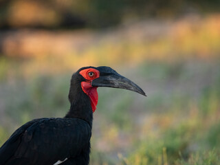 Fototapeta premium Rotgesicht-Hornrabe (Bucorvus leadbeateri,