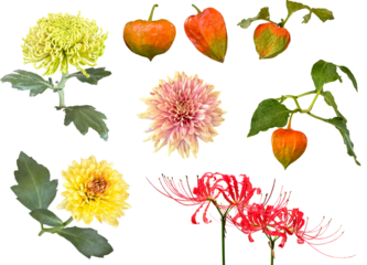 切り抜き透過素材セットー秋の花4