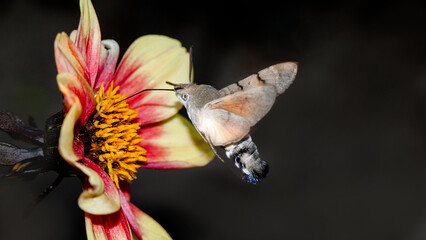 butterfly on flower
