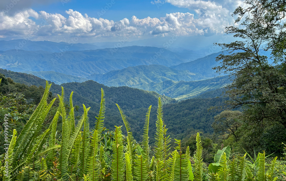 Wall mural mountain view against the sky. aerial top view above green pass to rocky deep gorge with sharp sheer