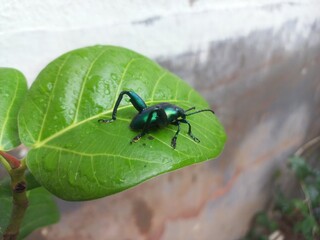 A black insect sitting on a green leaf. Banyan Green Leaf in a Sitting Big Black Insect