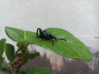 A black insect sitting on a green leaf. Banyan Green Leaf in a Sitting Big Black Insect