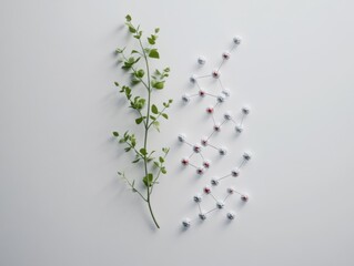 2408 186.A delicate plant is displayed alongside a detailed biochemistry structure, representing the fusion of nature and science in the study of plant genetics. The white background emphasizes the