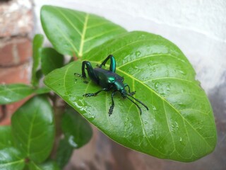 A black insect sitting on a green leaf. Banyan Green Leaf in a Sitting Big Black Insect