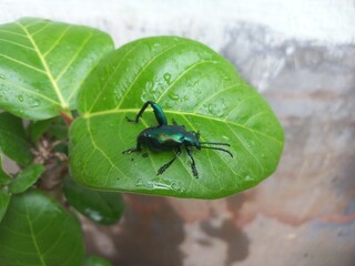 A black insect sitting on a green leaf. Banyan Green Leaf in a Sitting Big Black Insect