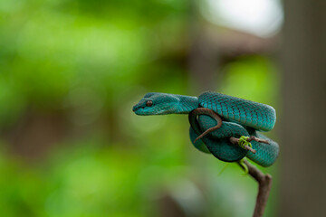 blue insularis pit viper
