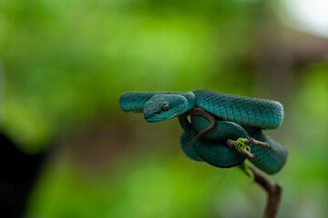 blue insularis pit viper