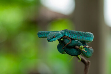 blue insularis pit viper