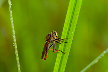 Robber fly insects are perched on wooden twigs