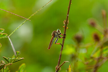 Robber fly insects are perched on wooden twigs