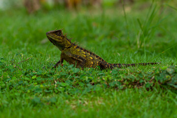 lizard on the grass