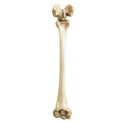 A long leg bone, against a transparent background