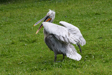 Meadow’s Majestic Visitor. Pelican poised in a green meadow, moments from flight. Meadow’s Majestic Visitor