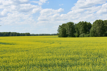 Field of yellow rape and forest on a background of blue sky.