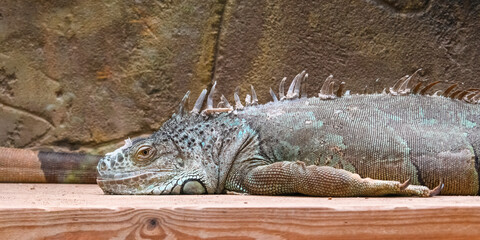 Serenity in Scales. Iguana at Rest: A Study in Reptilian Repose