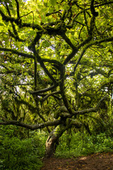 A dramatic tree inside the forest
