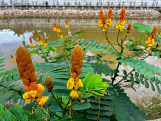 Senna alata (L.) Roxb. Close up Ringworm bush flower with blur background. (Scientific name Cassia alata (L.) Roxb.)