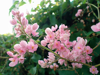 Close Up Coral Vine or Antigonon Leptopus Flowers or Agarradinha or Mexican creeper or Pink Rose.