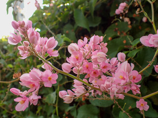 Fototapeta premium Close Up Coral Vine or Antigonon Leptopus Flowers or Agarradinha or Mexican creeper or Pink Rose.
