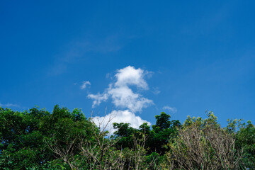 Clear Blue Sky with Puffy White Clouds Above Green Trees. Tranquil and Refreshing Nature Scene, Concept of Outdoor Serenity, Environment, and Natural Beauty.