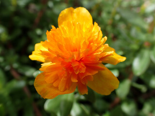 Flower Portulaca oleracea in the garden. colorful flower. Beautiful  flower Portulaca oleraceae.