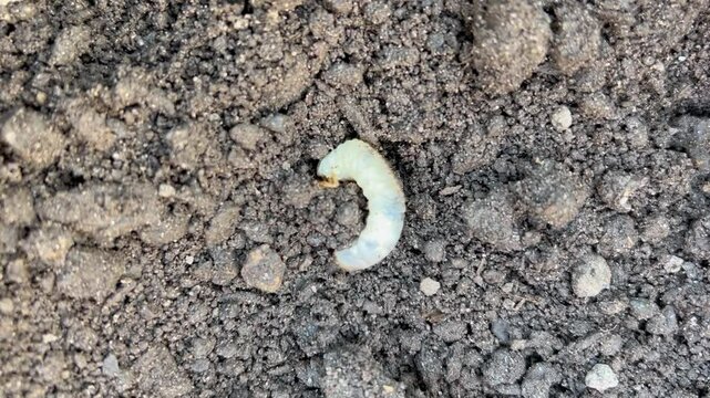 Chafer Beetle Grub Burrowing into Soil in a Vegetable Garden（畑の土の中に潜ろうとする黄金虫の幼虫の動画）