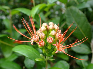 Ixora Cibdela Craib. Khem paa (Central); Khem doi, Khem taakai (Northern); Khem photsamaa (Pattani)