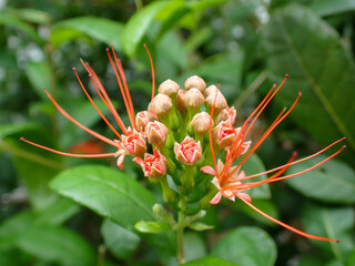 Ixora Cibdela Craib. Khem paa (Central); Khem doi, Khem taakai (Northern); Khem photsamaa (Pattani)