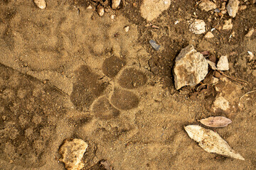 Fresh animal footprint on wet earth early in the morning 