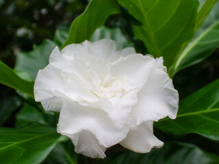 Tabernaemontana divericata (L.) R.Br. ex Roem.