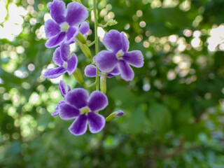 Fototapeta premium Beautiful purple flower of Duranta erecta or Duranta repens, also known as Golden Dew-Drop, Lilac-flowered Golden Dewdrop, Pigeon Berry, Sky Flower,