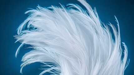 Obraz premium Delicate white feathers with intricate details against a blue background