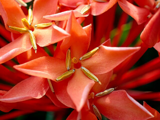 West Indian Jasmine.  Ixora chinensis Lamk., Ixora spp. 