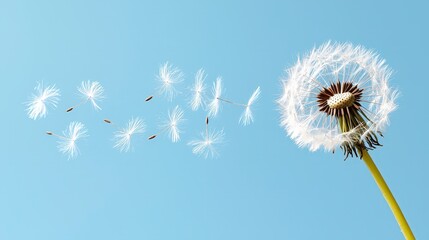 Dandelion seeds floating in the sky against a clear blue background