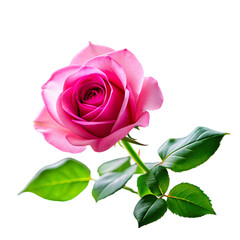 Pink rose flower with leaves on transparent background