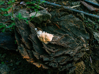 brain fungus on the remains of rotten felled trees. brownish white fungus on trees. White wild fungus on the tree