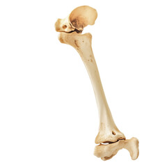 Fototapeta premium Bone isolated on a transparent background