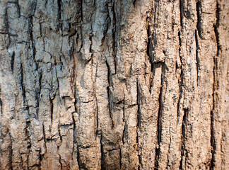 Bark pattern is seamless texture from tree. For background wood work, Bark of brown hardwood, thick bark hardwood, residential house wood. nature,