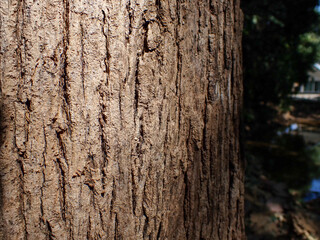 Bark pattern is seamless texture from tree. For background wood work, Bark of brown hardwood, thick bark hardwood, residential house wood. nature,