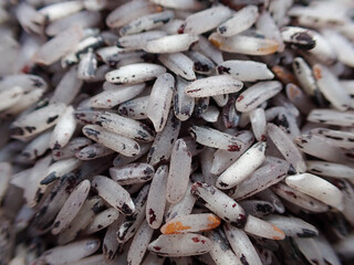 Top view of raw wholewheat rice. A close-up pile of organic Rice. Closeup organic mixed rice grain and rice texture for background.