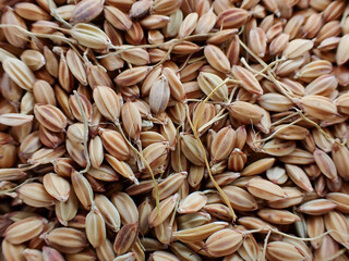 Top view of raw wholewheat rice. A close-up pile of organic Rice. Closeup organic mixed rice grain and rice texture for background.