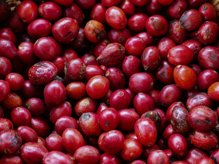 Red cherry robusta coffee beans are placed in a basket.