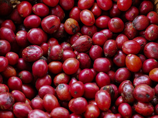 Red cherry robusta coffee beans are placed in a basket.