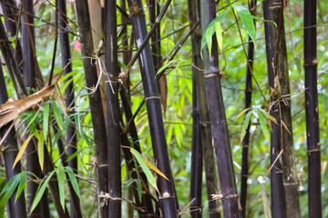 Black bamboo background in the graden. Black bamboo in the park. Asian Bamboo forest, Black bamboo (Gigantochloa atroviolacea). 